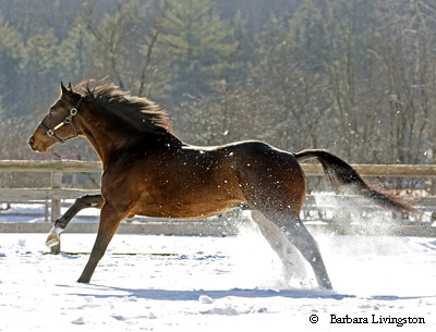 Healthy and happy horse